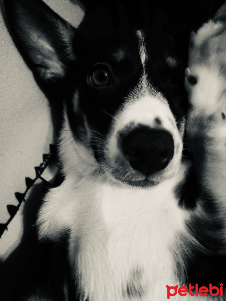 Sokö (Sokak Köpeği), Köpek  Bella fotoğrafı
