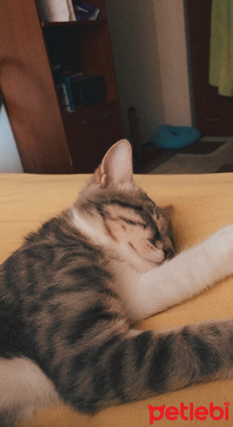 Tekir Kedi, Kedi  Murphy fotoğrafı