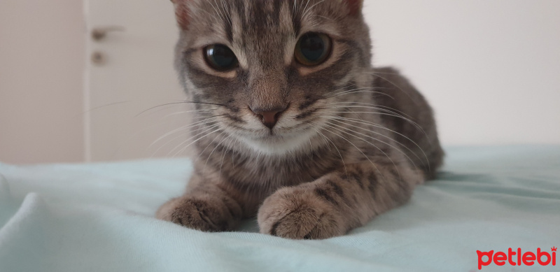 Tekir Kedi, Kedi  Lucifur fotoğrafı