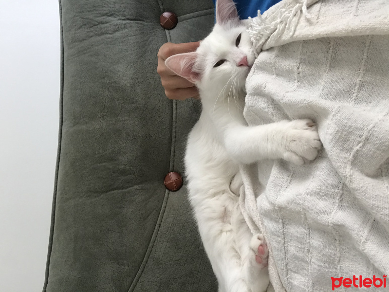 Ankara Kedisi, Kedi  Lusi fotoğrafı