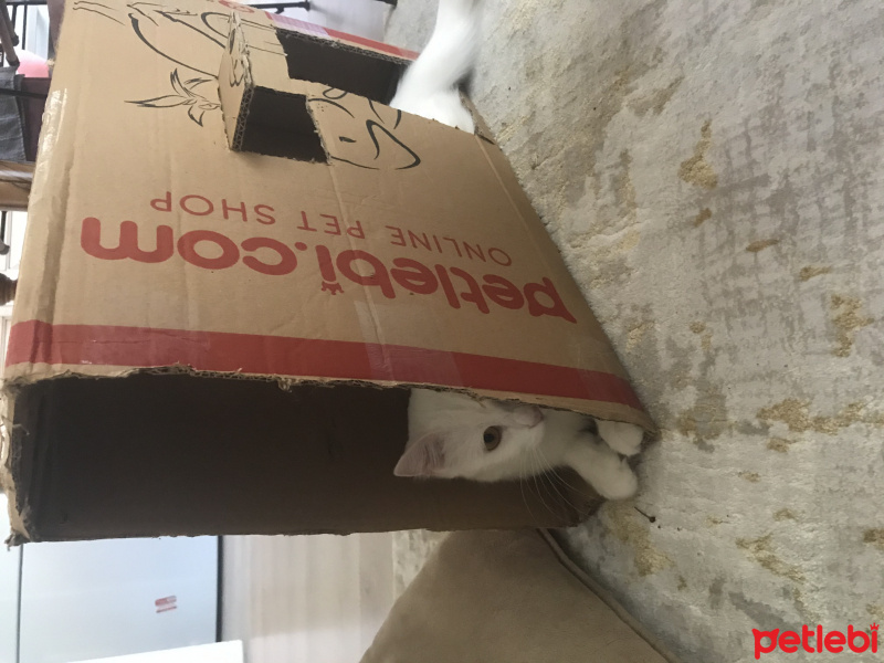 Ankara Kedisi, Kedi  Lusi fotoğrafı