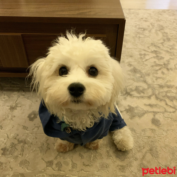 Maltese, Köpek  Alvin fotoğrafı