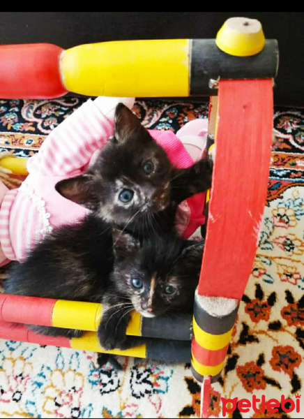 Tekir Kedi, Kedi  Şanslı fotoğrafı