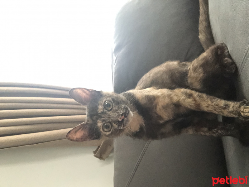 Tekir Kedi, Kedi  Betty fotoğrafı