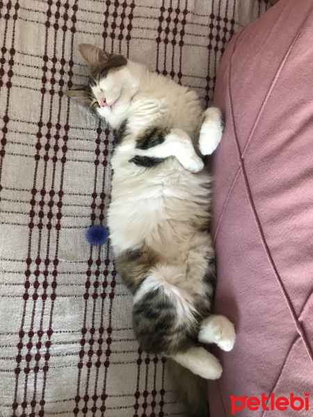 Tekir Kedi, Kedi  Pamuk fotoğrafı