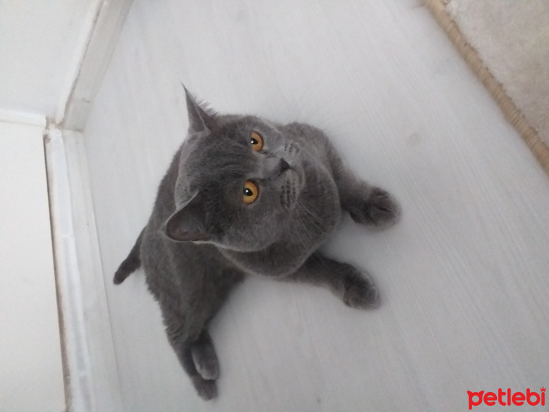 British Shorthair, Kedi  Ciklet fotoğrafı