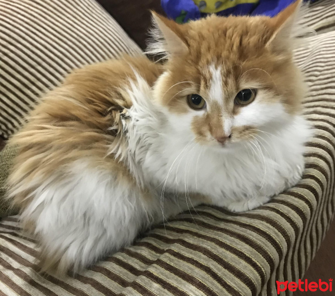 Chinchilla, Kedi  BONBON fotoğrafı