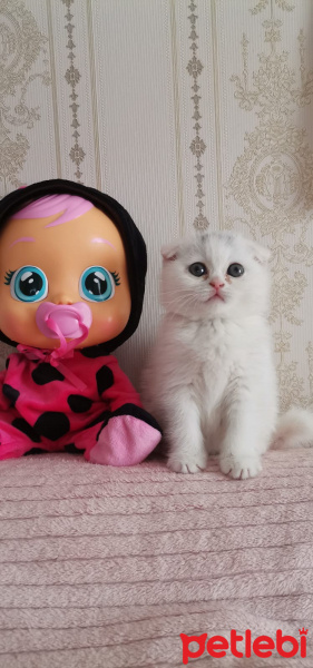 Scottish Fold, Kedi  leydi fotoğrafı