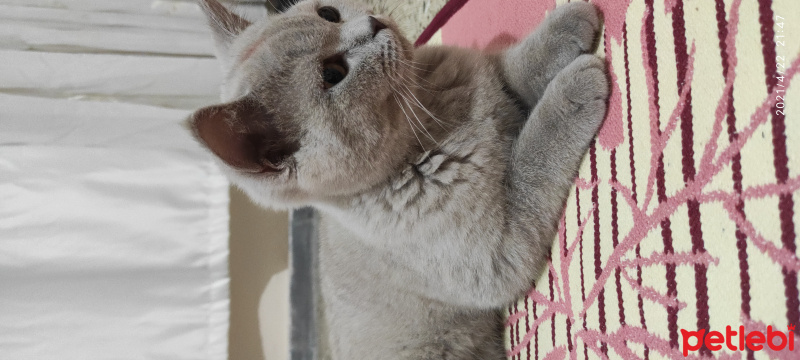 British Shorthair, Kedi  Milka fotoğrafı