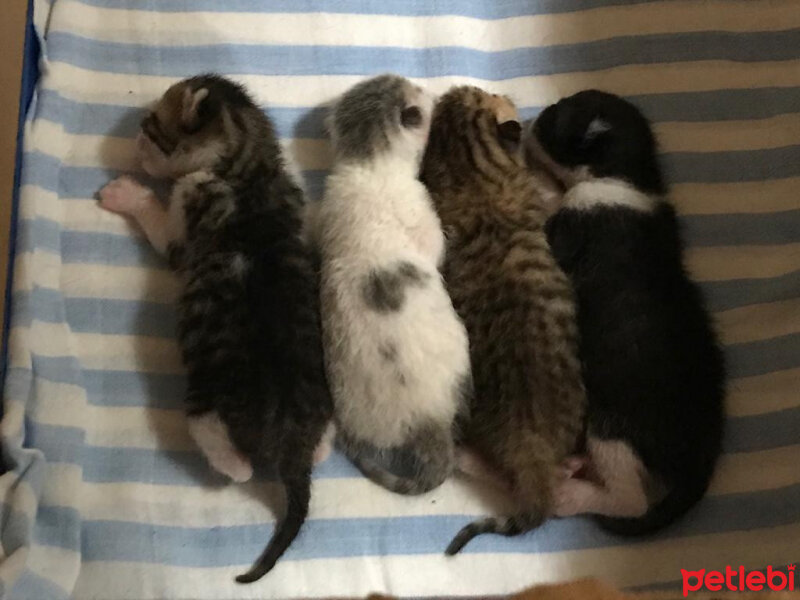 Tekir Kedi, Kedi  Ponçik fotoğrafı