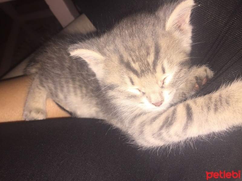 Soke, Kedi  Miniş fotoğrafı