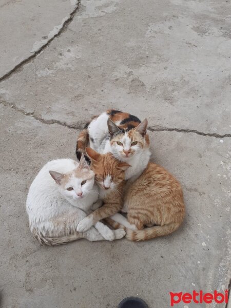 Tekir Kedi, Kedi  Gizli fotoğrafı