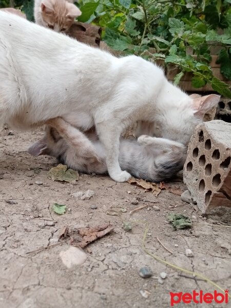 Tekir Kedi, Kedi  Gizli fotoğrafı