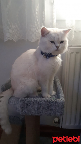 British Shorthair, Kedi  Salep fotoğrafı