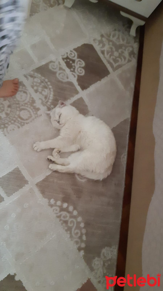 British Shorthair, Kedi  Salep fotoğrafı