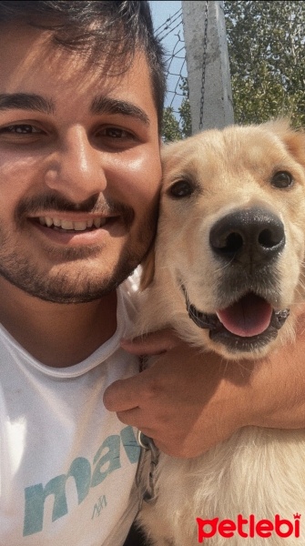 Golden Retriever, Köpek  Tarçın fotoğrafı