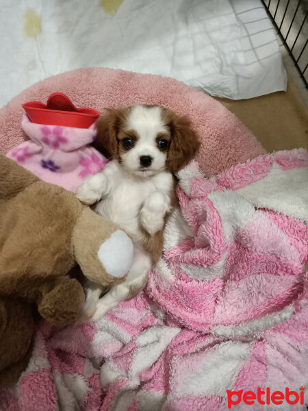 Cavalier King Charles Spanieli, Köpek  Köpük fotoğrafı