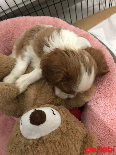 Cavalier King Charles Spanieli, Köpek  Köpük fotoğrafı