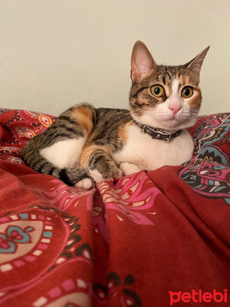 Soke, Kedi  karamel fotoğrafı