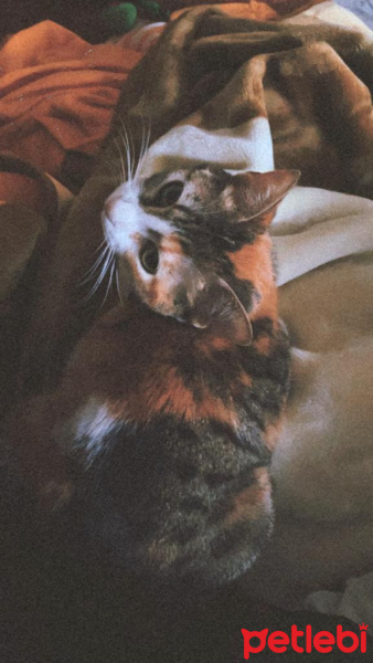 Soke, Kedi  karamel fotoğrafı