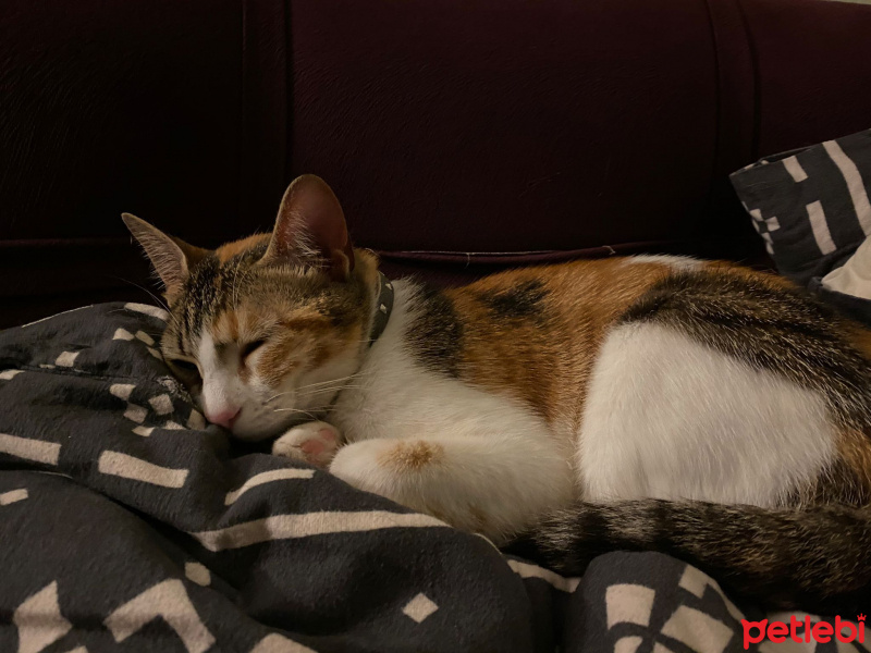 Soke, Kedi  karamel fotoğrafı