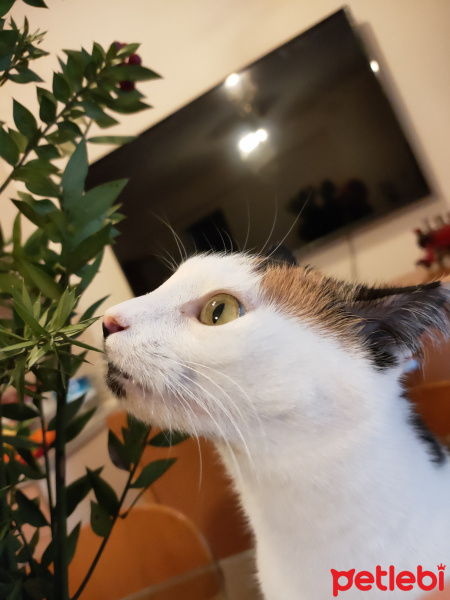 Tekir Kedi, Kedi  Ivy fotoğrafı