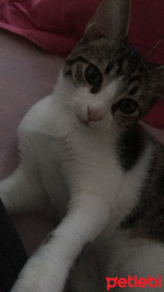 Tekir Kedi, Kedi  Pati fotoğrafı