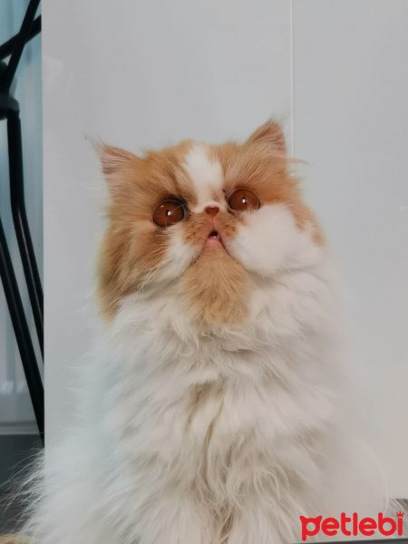 Exotic Shorthair, Kedi  Balım fotoğrafı