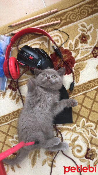 British Shorthair, Kedi  Gofret fotoğrafı