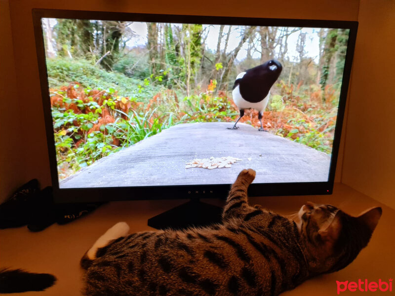 Tekir Kedi, Kedi  Güzel fotoğrafı