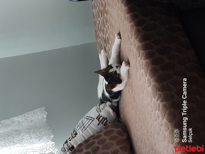 Tekir Kedi, Kedi  Boncuk fotoğrafı