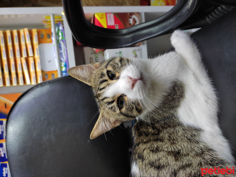 Tekir Kedi, Kedi  Şımarık fotoğrafı