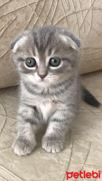 Scottish Fold, Kedi  Şila fotoğrafı