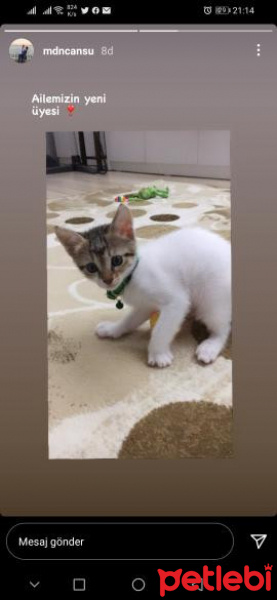 Tekir Kedi, Kedi  Şeker fotoğrafı