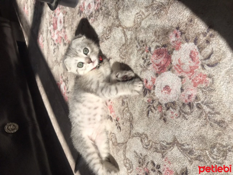 Scottish Fold, Kedi  MOLLY fotoğrafı