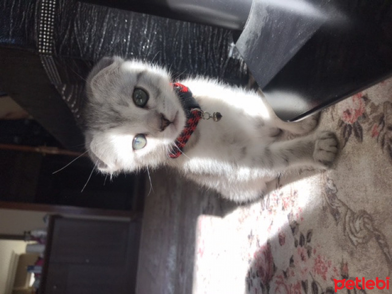 Scottish Fold, Kedi  MOLLY fotoğrafı