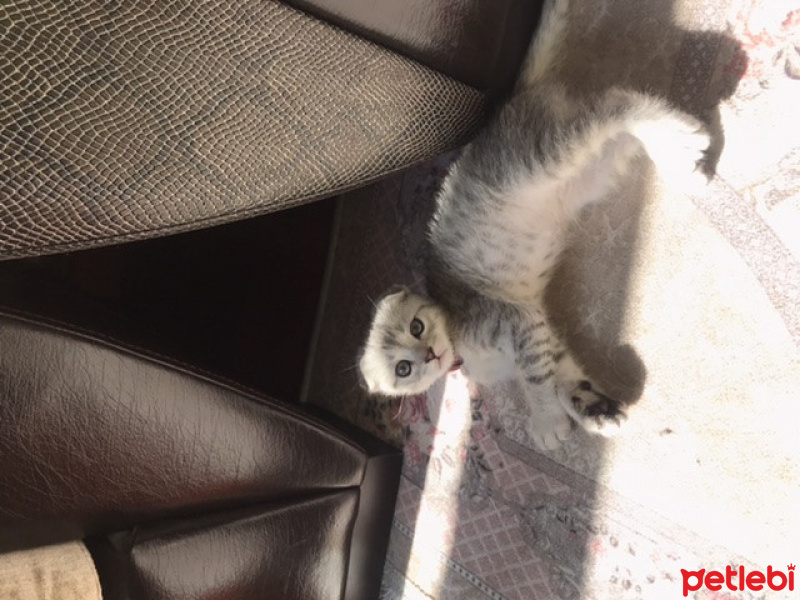 Scottish Fold, Kedi  MOLLY fotoğrafı