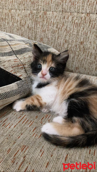 Tekir Kedi, Kedi  Zilli fotoğrafı