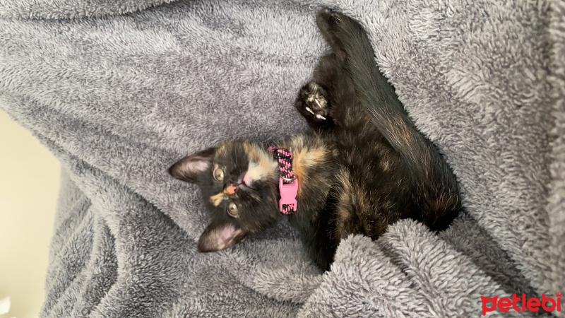Tekir Kedi, Kedi  Zeytin fotoğrafı