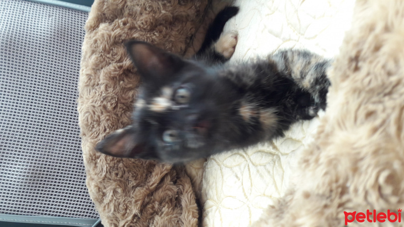 Tekir Kedi, Kedi  İsim koymadım fotoğrafı