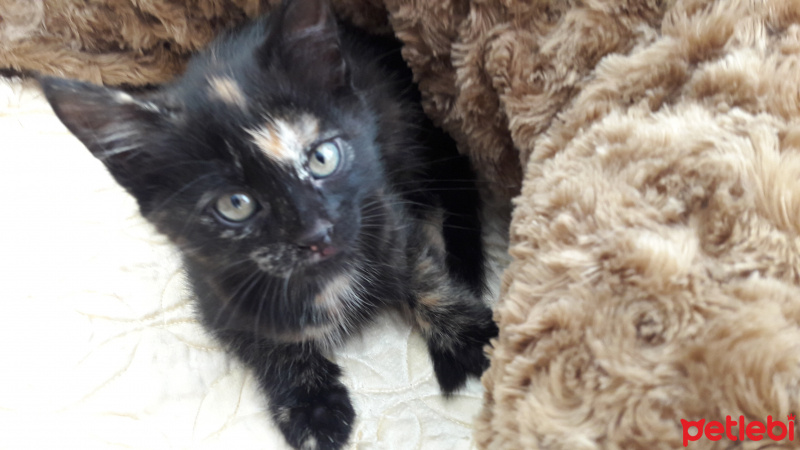 Tekir Kedi, Kedi  İsim koymadım fotoğrafı