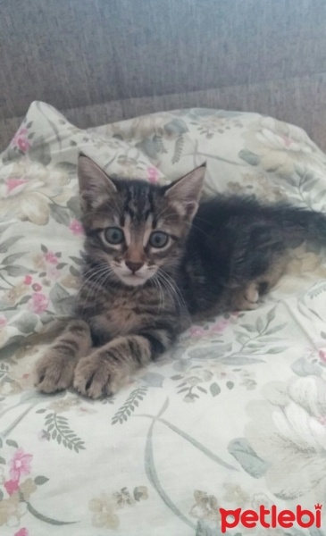 Tekir Kedi, Kedi  Duman fotoğrafı