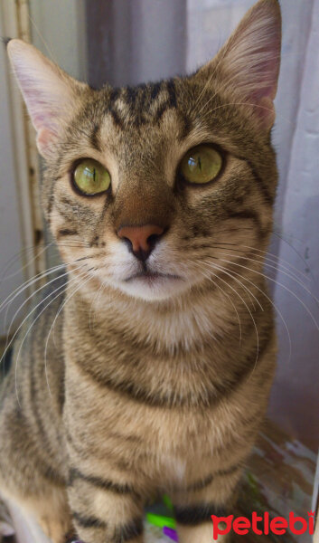 Tekir Kedi, Kedi  Oğluş fotoğrafı