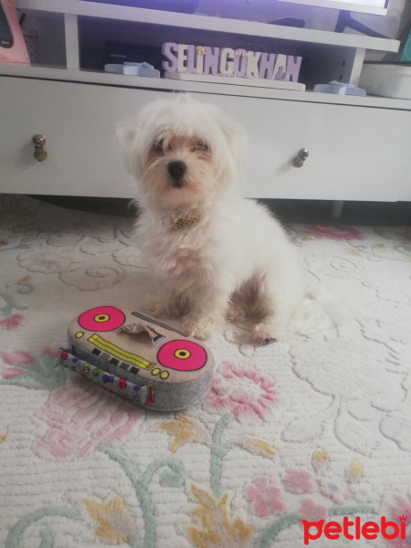 Maltese, Köpek  Paris fotoğrafı