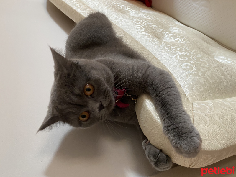 British Shorthair, Kedi  Balım fotoğrafı