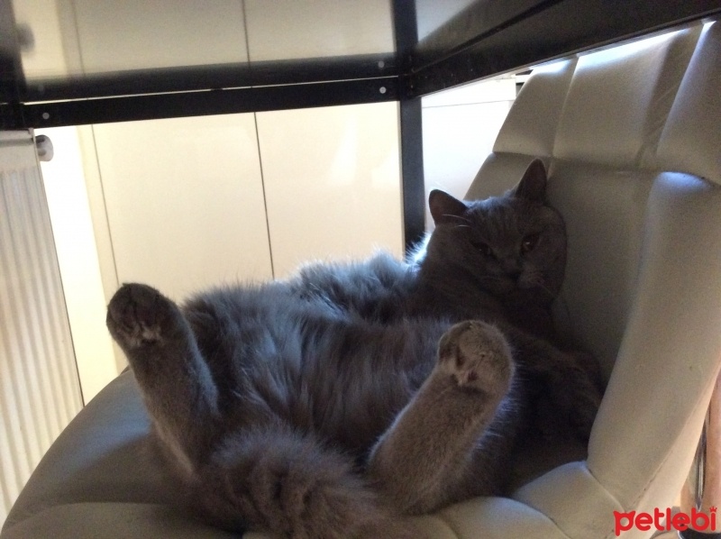 British Shorthair, Kedi  Luna fotoğrafı