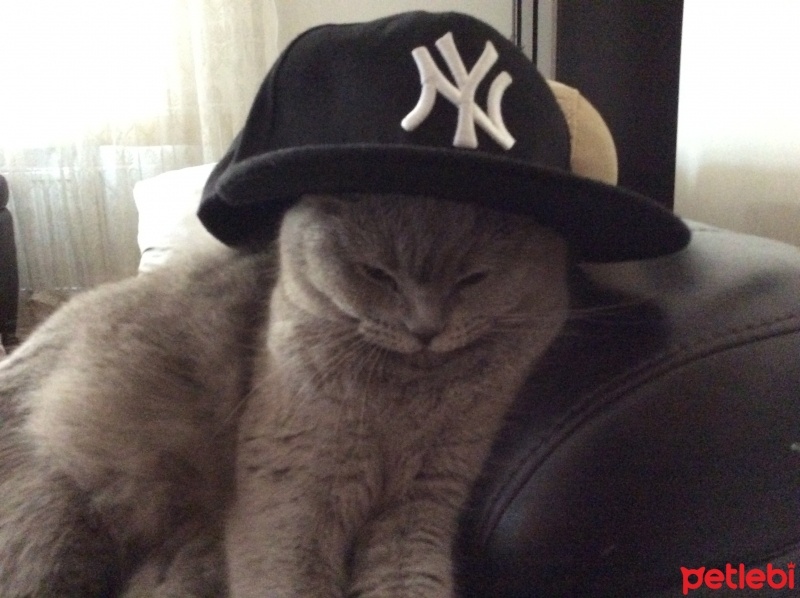 British Shorthair, Kedi  Luna fotoğrafı