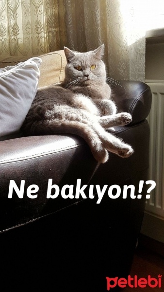 British Shorthair, Kedi  Luna fotoğrafı