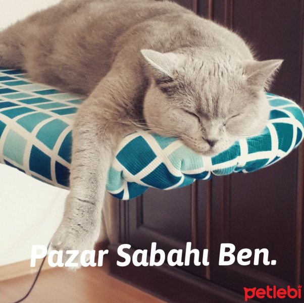 British Shorthair, Kedi  Luna fotoğrafı