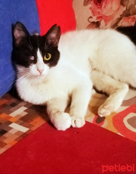 Tuxedo (Smokin) Kedi, Kedi  PAMUK fotoğrafı